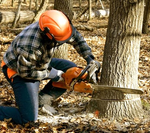 Tree Removal in Alma, KS